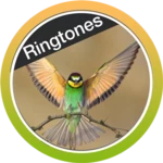 Logo of Birds Ringtones Free 2018 android Application 